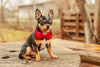 Choosing the Best Accessory for Your Pet