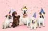 How to Throw the Birthday Party Your Dog Deserves