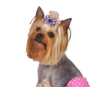 Yorkshire Terrier wearing Barker's Bowtique Red, White & Blue Patriotic Stars Dog Hair Bow