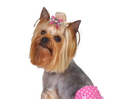 Yorkshire Terrier wearing Barker's Bowtique Pink & Green GIngham Canine Hair Bows