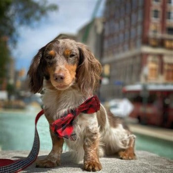Huxley & Kent Buffalo Check Dog Bow Tie