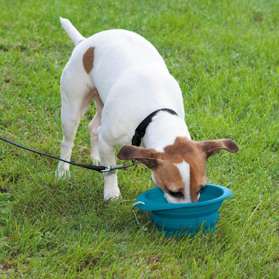 Dog drinking from a blue pet travel bowl on grass