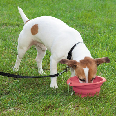 Dog drinking from a pink collapsible travel bowl on grass