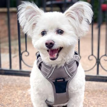 Venture Paw Pull Control Dog Harness (5 Colors)