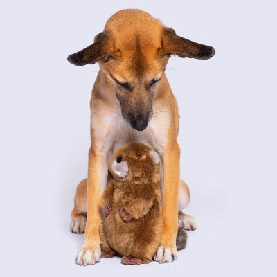 Dog looking at Fluff & Tuff Troy Beaver Dog Toy