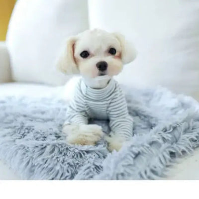 Small dog wearing a striped sweater sitting on a fluffy light gray blanket.