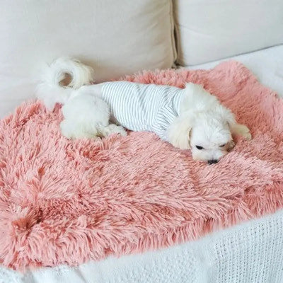 Small white dog wearing a striped shirt lying on a fluffy pink blanket.