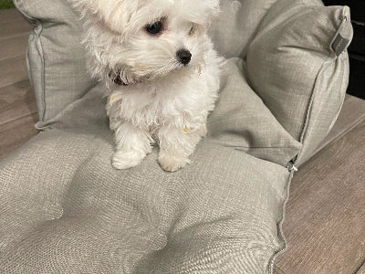 Small white dog standing on a gray cushioned pet bed