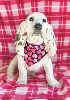 Paisley Paw Designs Red & Pink Hearts on Black Dog Bandana
