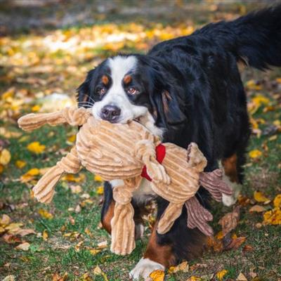 Dog playing with a reindeer plush toy in an outdoor setting with fallen leaves.