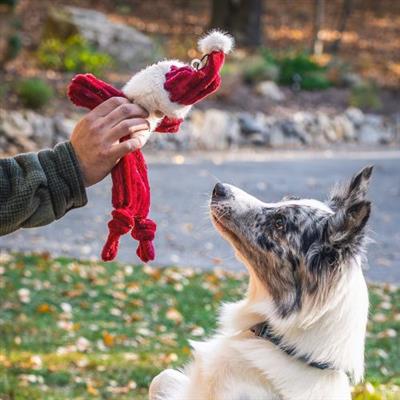 Person holding a red and white Santa dog toy with a dog sitting on grass