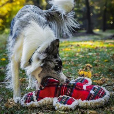 Dog playing with a plaid toy outdoors on a grassy area.