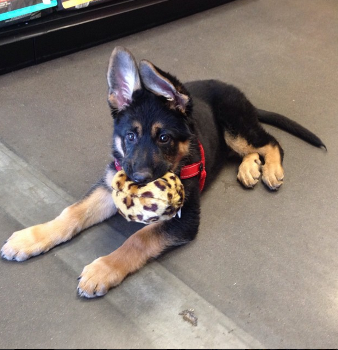 Fluff & Tuff Leopard Ball Dog Toy