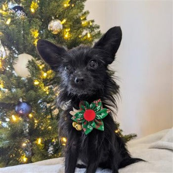 Huxley & Kent Naughty & Nice Pinwheel Dog Collar Bow