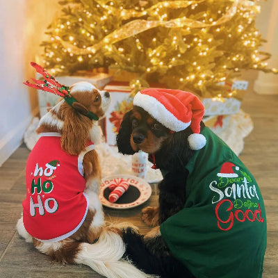 Two dogs in Christmas-themed outfits sitting in front of a decorated Christmas tree.