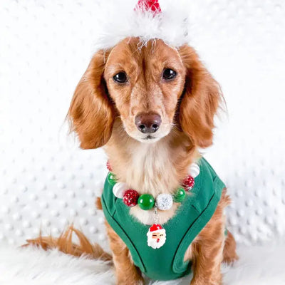 Dog wearing a festive green outfit with red and white decorations on a white background
