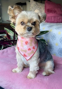 The Paisley Paw Paws, Bones & Hearts Dog Bandana