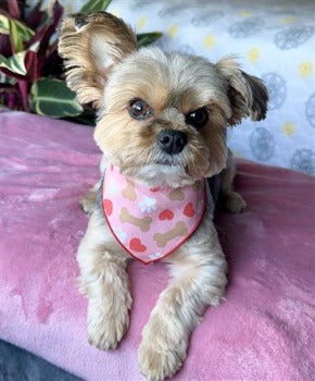 The Paisley Paw Paws, Bones & Hearts Dog Bandana
