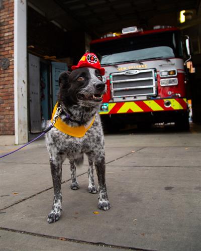 Dog wearing a fire helmet and yellow vest standing in front of a fire truck.