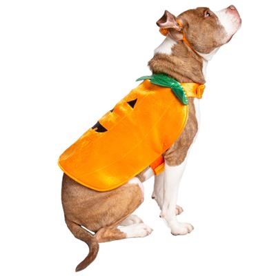 Dog wearing a pumpkin costume on a white background