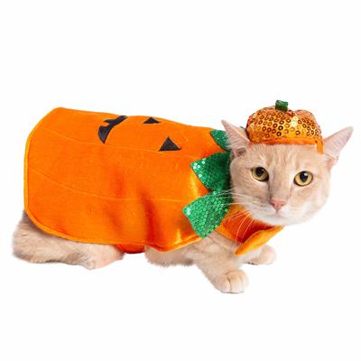 Cat wearing a pumpkin costume with a white background