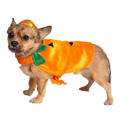 Small dog wearing a pumpkin costume on a white background