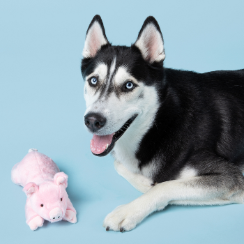 Fluff & Tuff Petey Pig Plush Dog Toy