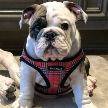 Bark Appeal Plaid Mesh Dog Harness