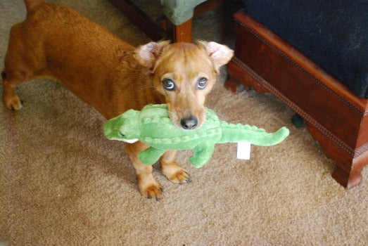 Fluff & Tuff Savannah Baby Gator Plush Dog Toy