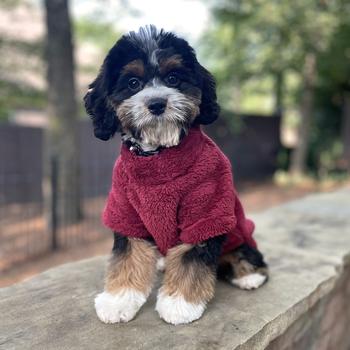 Doggie Design Burgundy Soft Plush Pullover Top