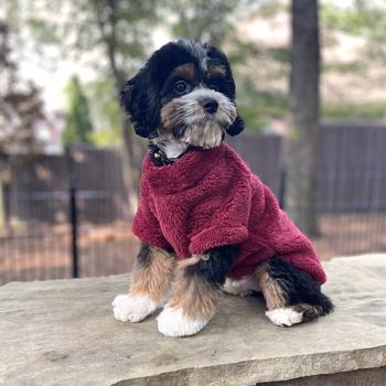 Doggie Design Burgundy Soft Plush Pullover Top