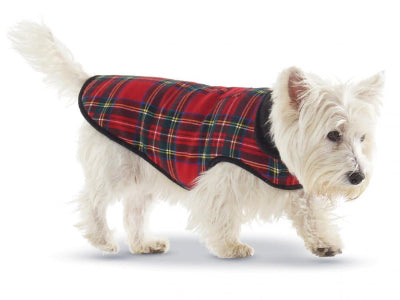 White dog wearing a red plaid coat on a white background
