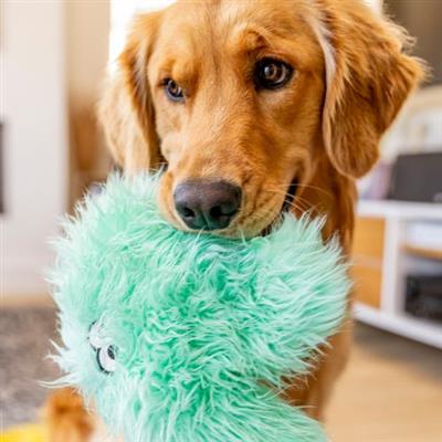Dog holding a green plush toy in its mouth