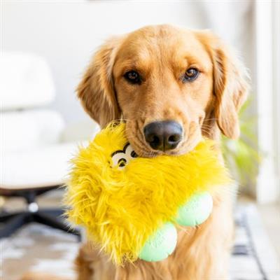 Dog holding a yellow and green plush toy with a blurred background