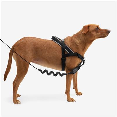Brown dog wearing a black harness on a white background