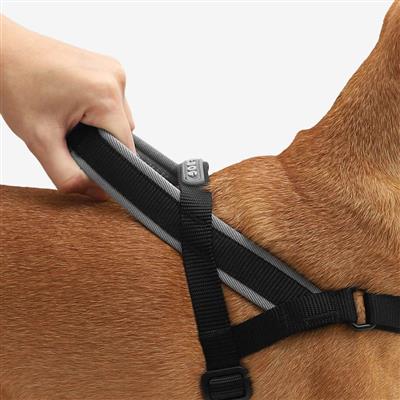 Black dog harness being adjusted on a brown dog with a white background