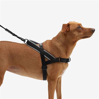 Brown dog wearing a black harness on a white background
