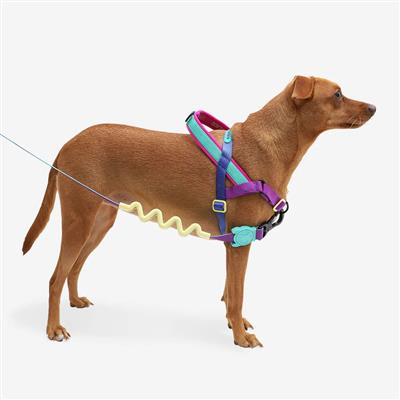 Dog wearing a colorful harness on a white background