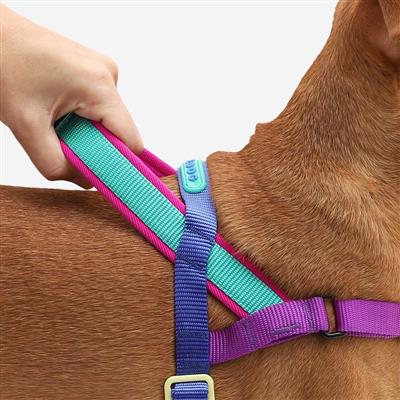 Dog wearing a colorful harness with a hand adjusting it on a white background