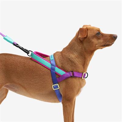 Dog wearing a colorful harness on a white background