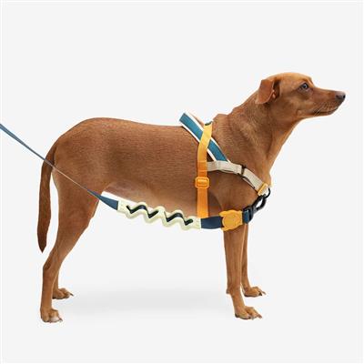 Dog wearing a colorful harness on a white background