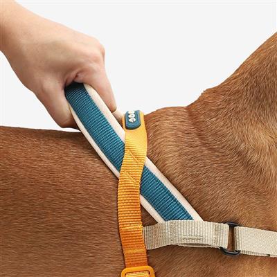 Dog wearing a harness with a blue and yellow strap, held by a person's hand.