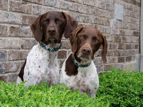 Up Country Green Gordon Plaid Dog Collar
