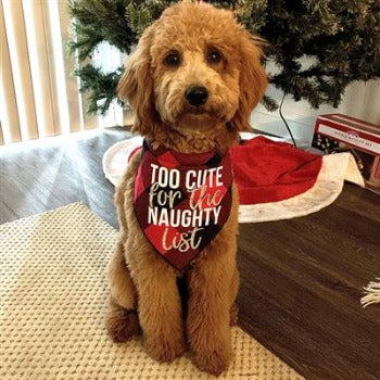 Too Cute for the Naughty List Bandana.