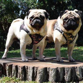 American River Camo Choke-Free Dog Harness - Brown.