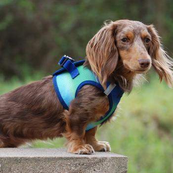 American River Ombre Choke-Free Dog Harness - Northern Lights.