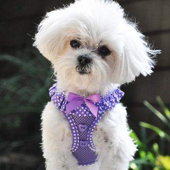 American River Choke-Free Dog Harness - Paisley Purple Polka Dot.
