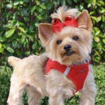 American River Ultra Choke Free Dog Harness - Red.