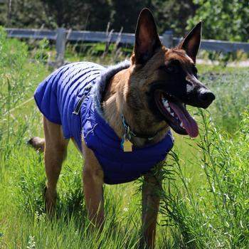 Alpine Extreme Weather Puffer Dog Coat - Navy Blue.