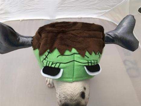 Barkenstein Costume.
